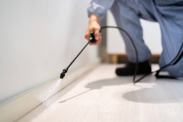 Licensed Ant Control service in Decatur, MI - Show Me Pest Control